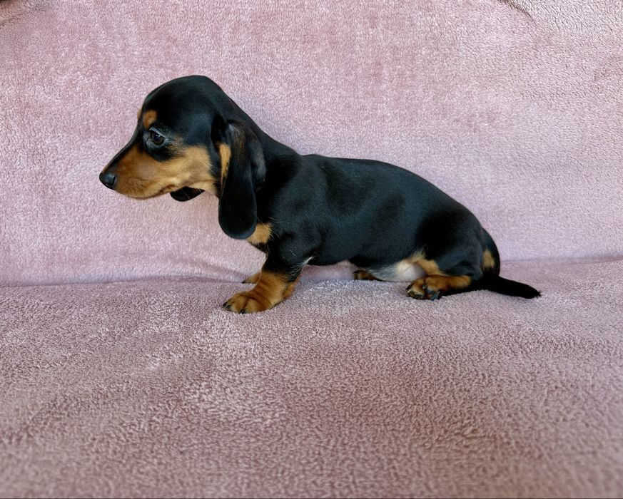 Jamnik miniaturowy suczka