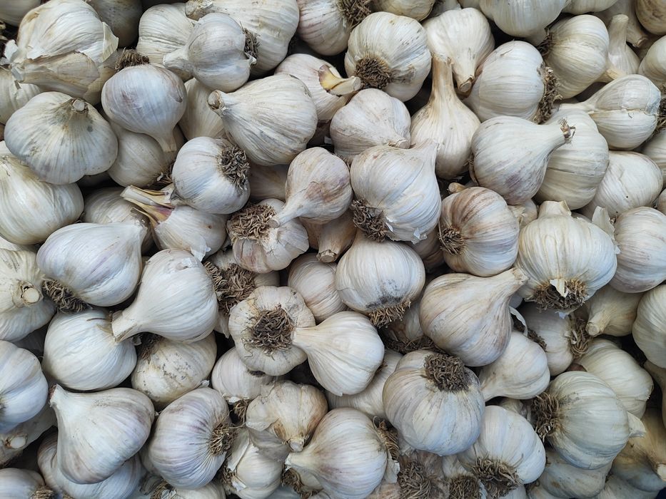 Часник великий, середній