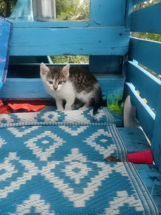 Kociaki szukają domu