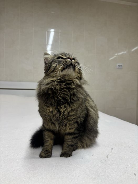 Охайний та лагідний котик в люблячі руки