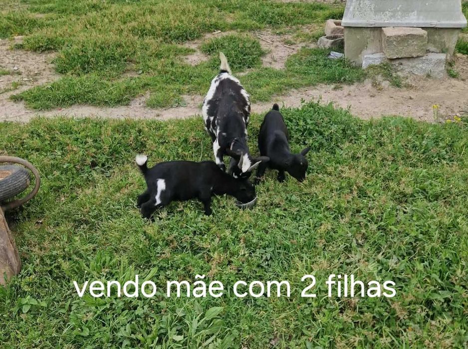 Vendo cabras de raça anã