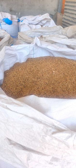 Vendo triticale - colheita 2026