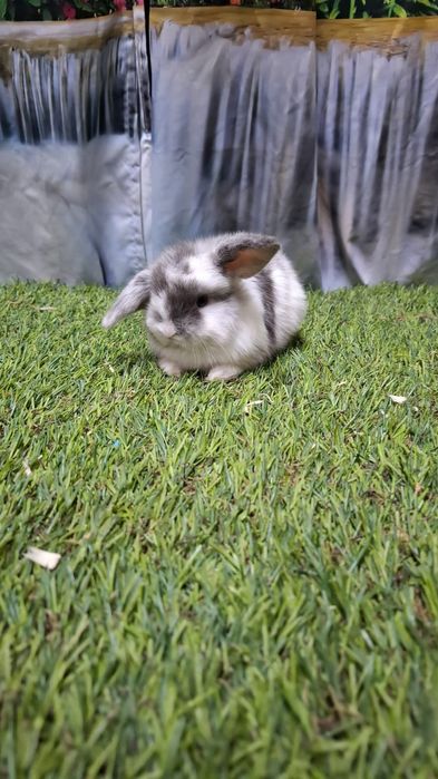 Vendo coelhos anões mini lop e holandês anão.