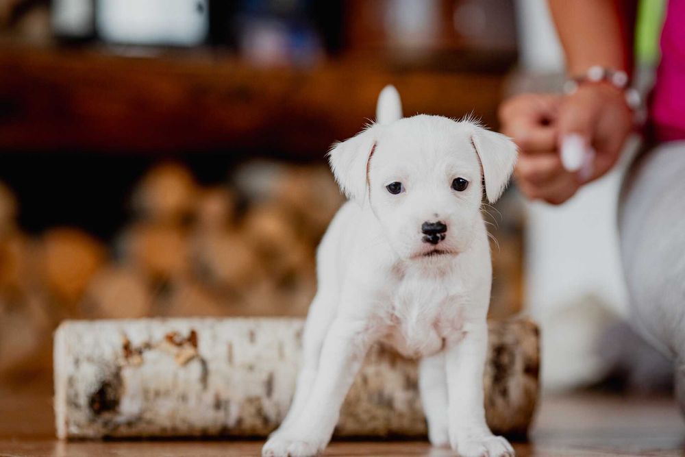 Parson Russell Terrier ZKwP