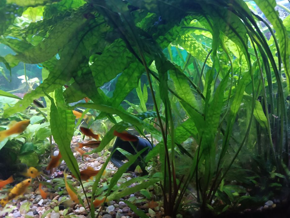 Kryptokoryna karbowana zwartka