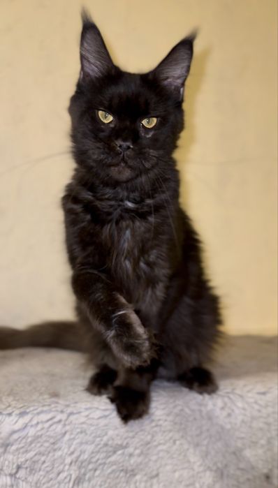 Виводиться з розведення киця мейн-кун