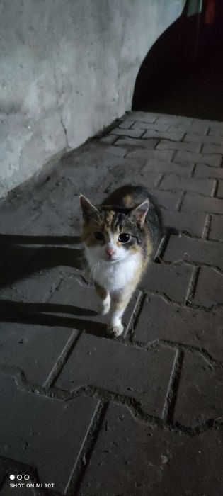 Kotka delikatna szuka domu