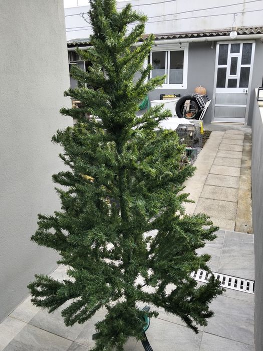 Pinheiro de natal