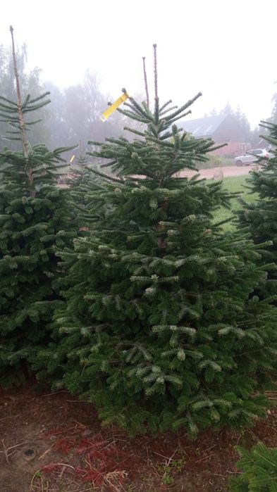 Choinki jodła kaukaska gałęzie