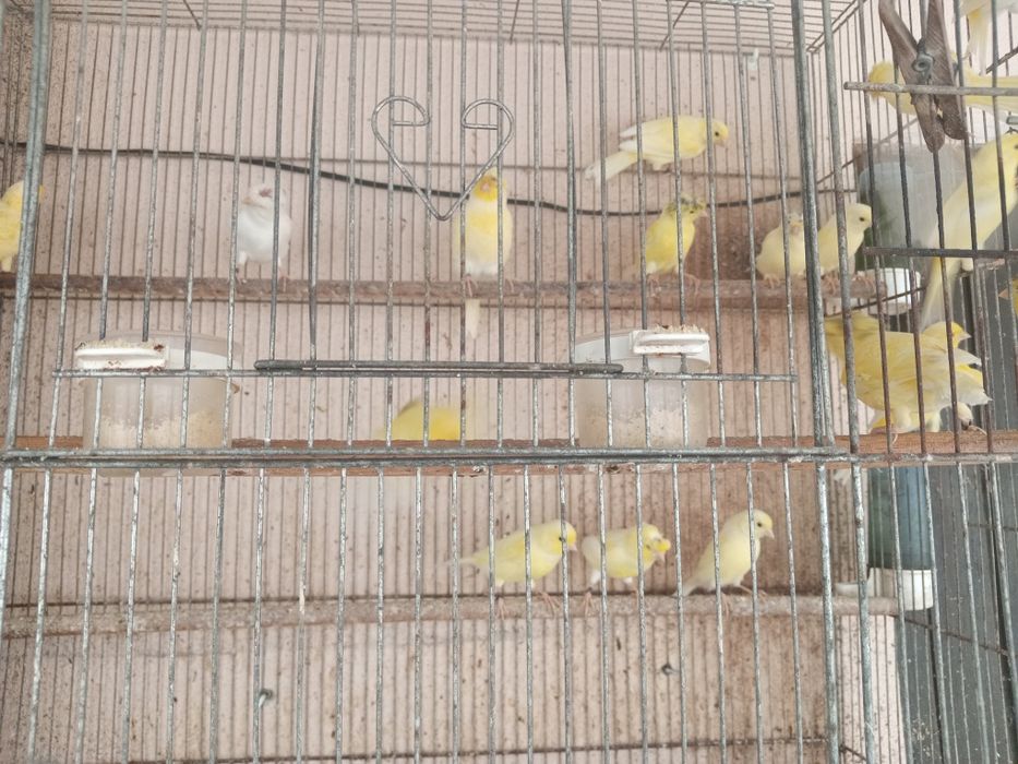 Canarios raça poulpa Alemanhão