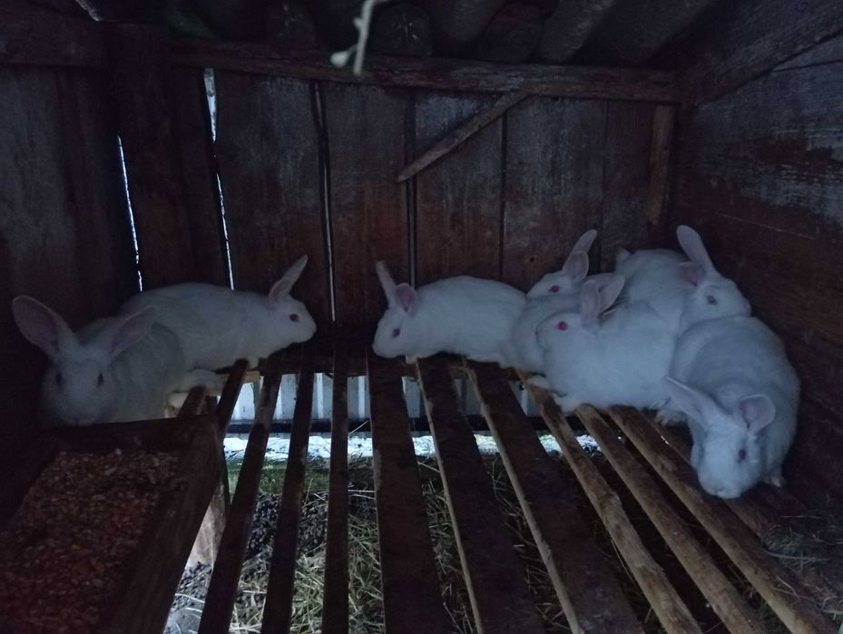 Продам кролі білий панон  чистокровні село Бережонка ціна договірна