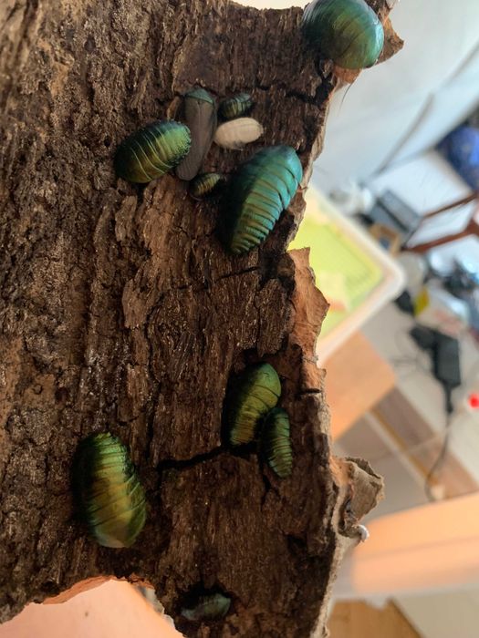 Najpiękniejsze karaczany ozdobne Pseudoglomeris magnifica