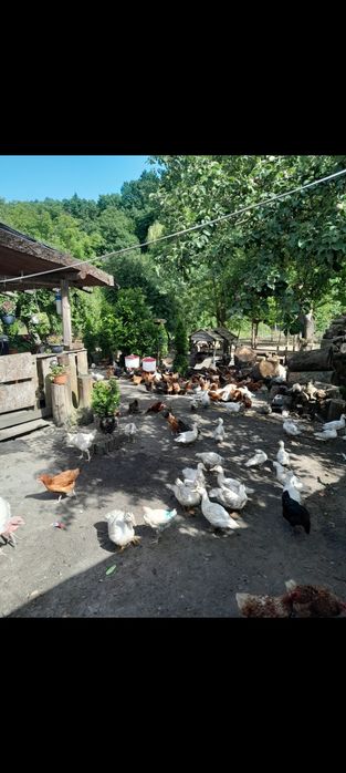 Jaja wiejskie 1,20zł.   kaczki. Indyki