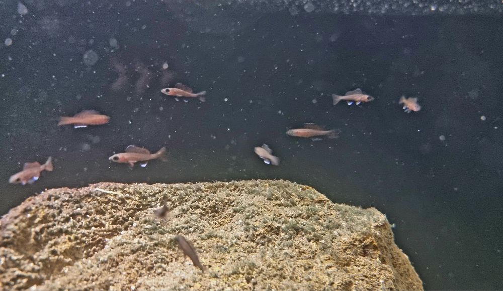 Paracyprichromis nigripinnis Izinga
