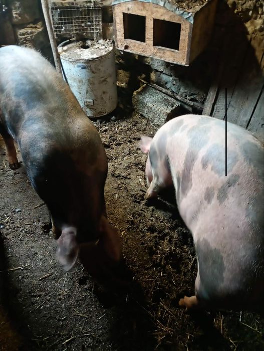 Свині живою вагою