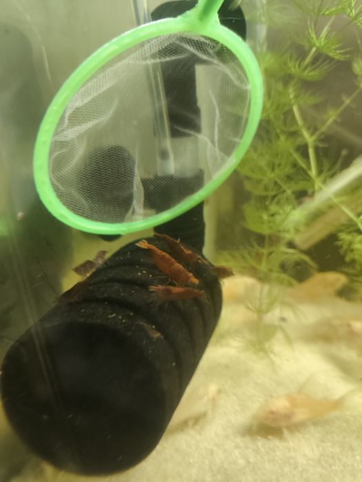 Neocaridina Red davidi