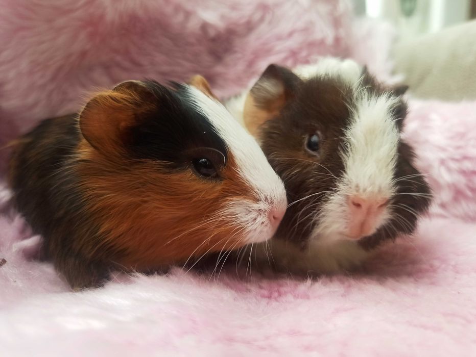 Świnka morska na sprzedaż