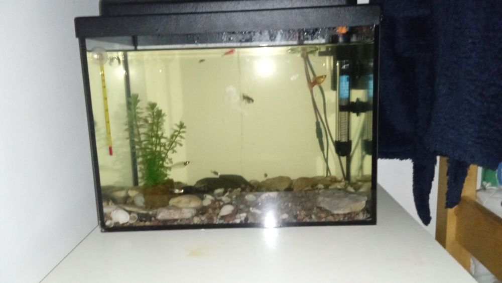 Akwarium 30l dla małych rybek