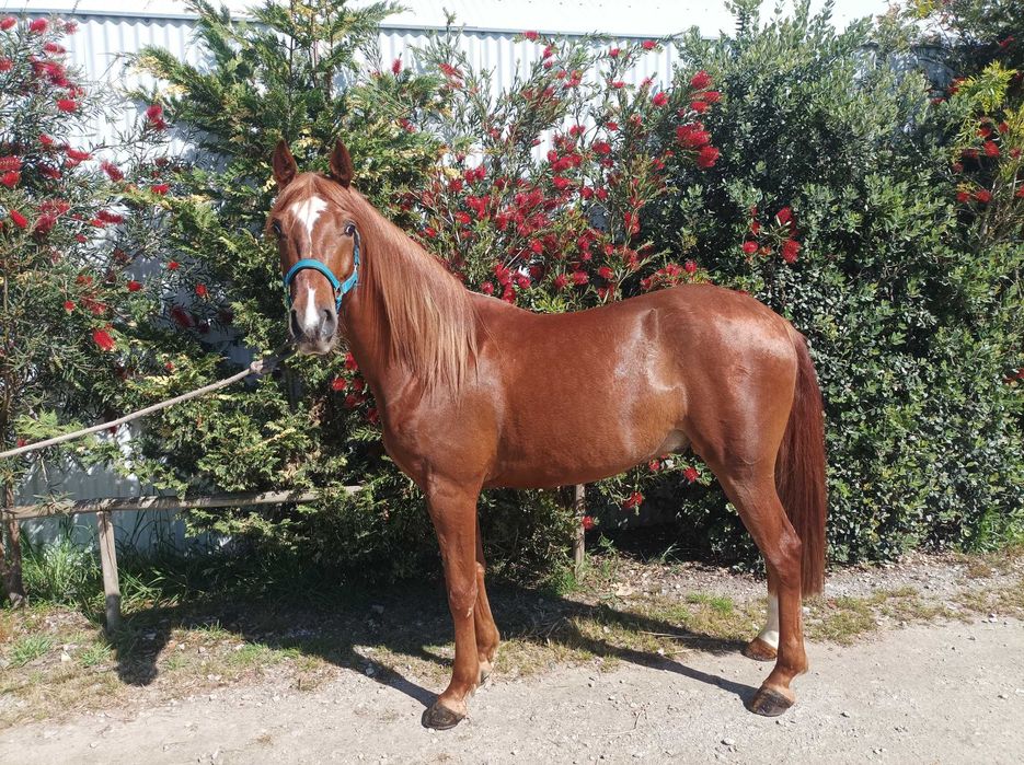 Cavalo cruzado luso-árabe