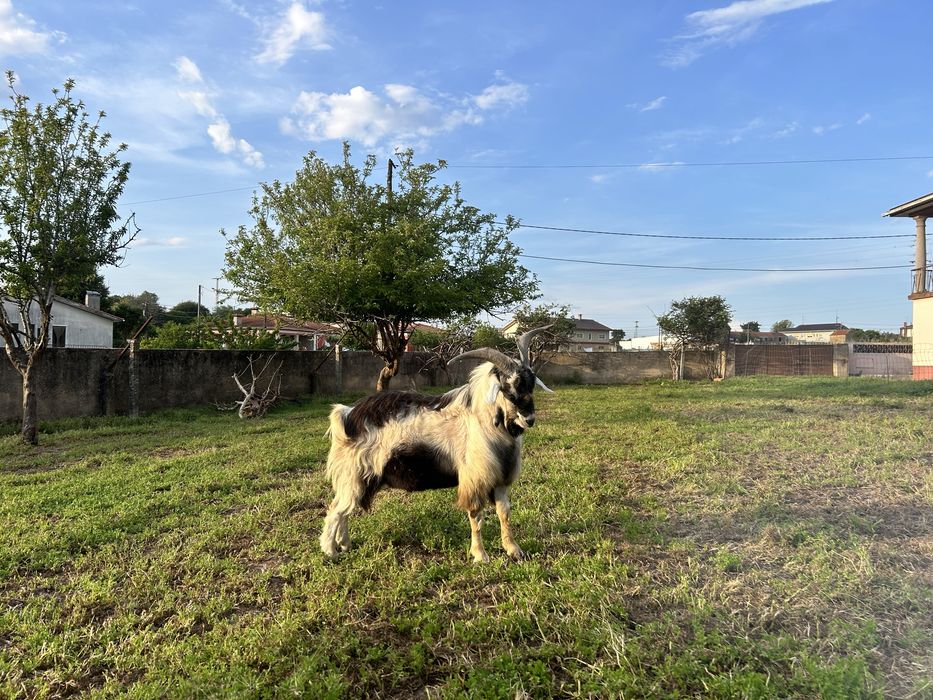 Vendo cabra + bode (raça serpentina)