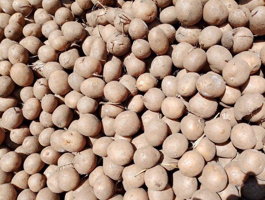 Sprzedam ziemniaki sadzeniaki odmiany Lilly