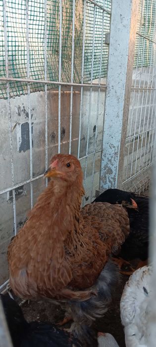 Galinhas brahma