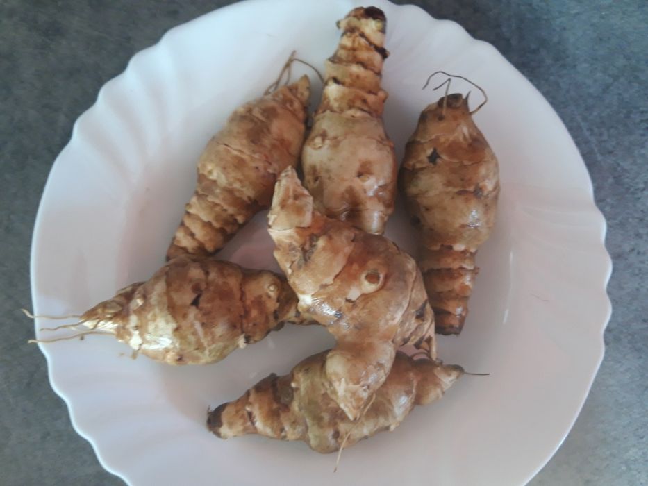 Topinambur ekologiczny