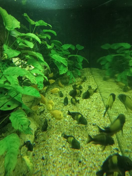 Labidochromis caeruleus yellow