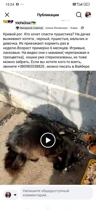 Котята с дачи бесплатно. Котенок. Кот. Кошка даром
