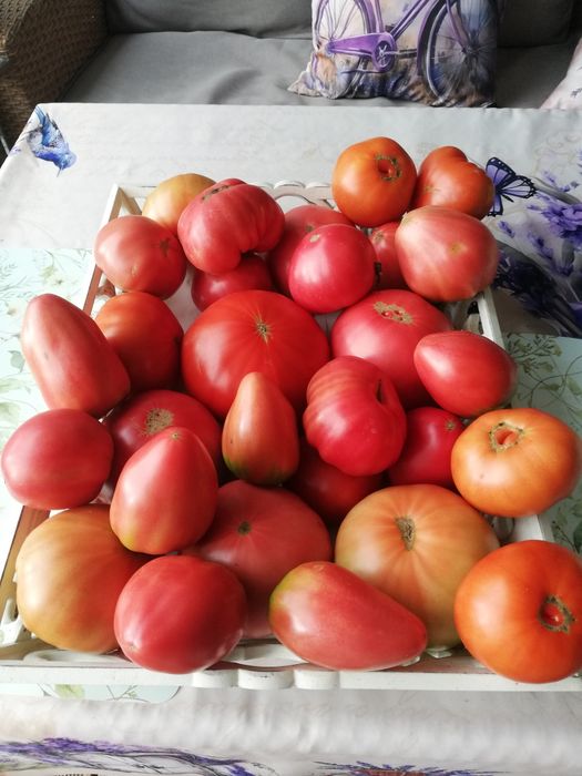 Pomidor malinowy ekologiczny