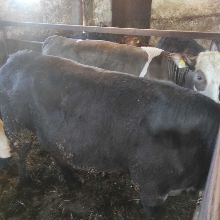 Sprzedam jałówkę mięsną krowę ok. 600kg simental,limousine czarna,17zł