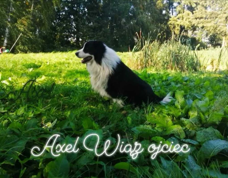 Border Collie szczeniaczek z rodowodem