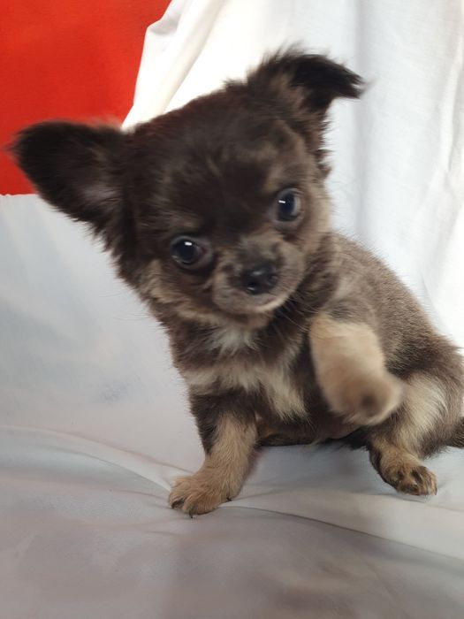 Мальчики чихуахуа