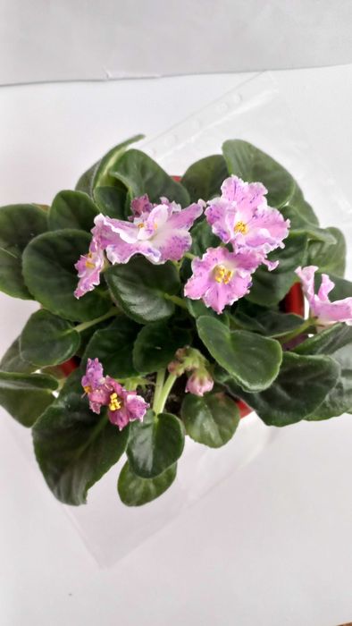 Рожева фіалка кімнатна рослина