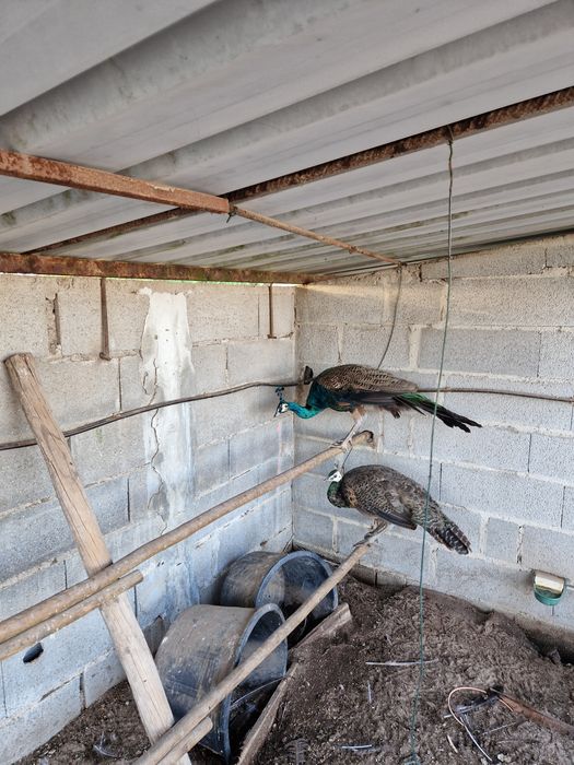 Pavões  jawas para venda