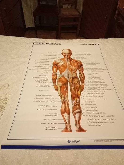 Mapa de anatomia do sistema muscular anterior e posterior