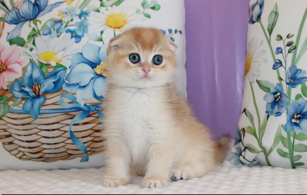 Мальчишка Scottish Fold