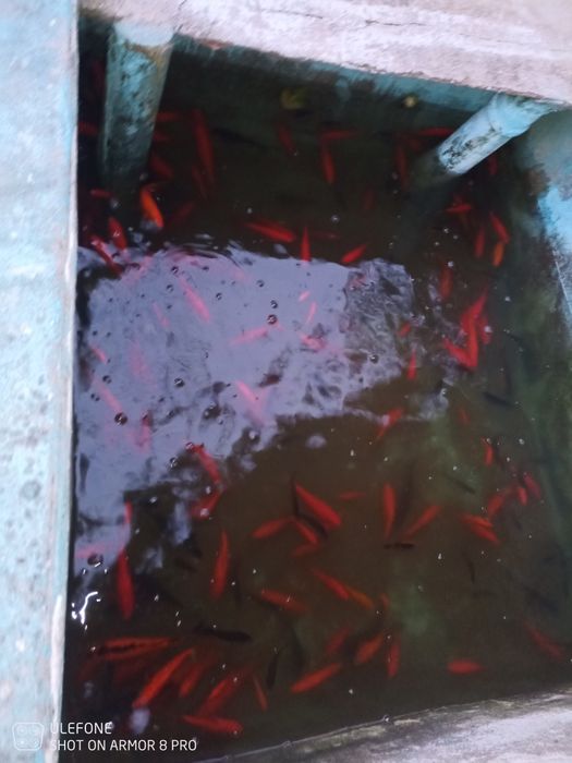 Peixe de coloridos para lago