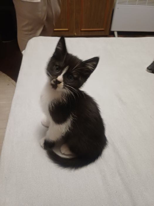 Дві киці шукают домівку