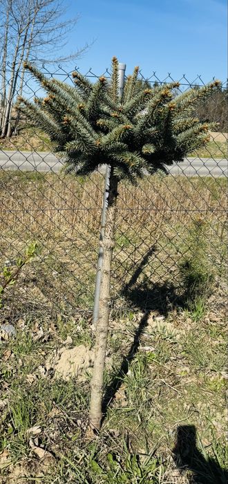 Świerk formowany na pniu duży