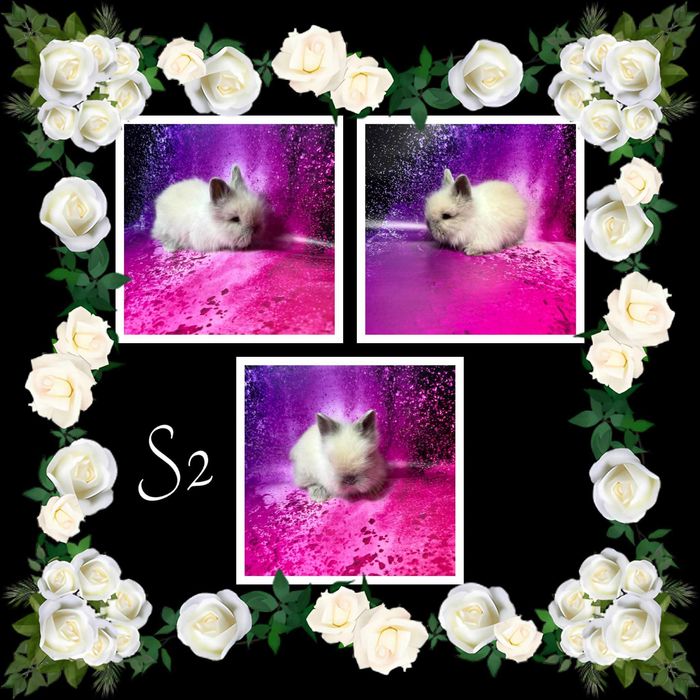 Karzełek Teddy i Mini Lop