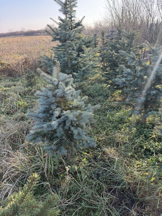 Красиві Ялинки по приємній ціні