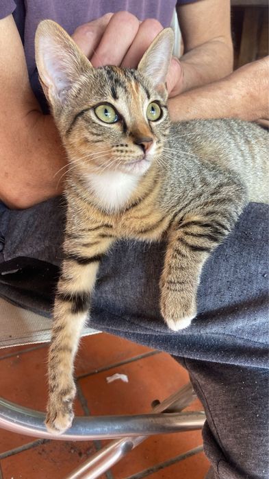 Gatos para doação