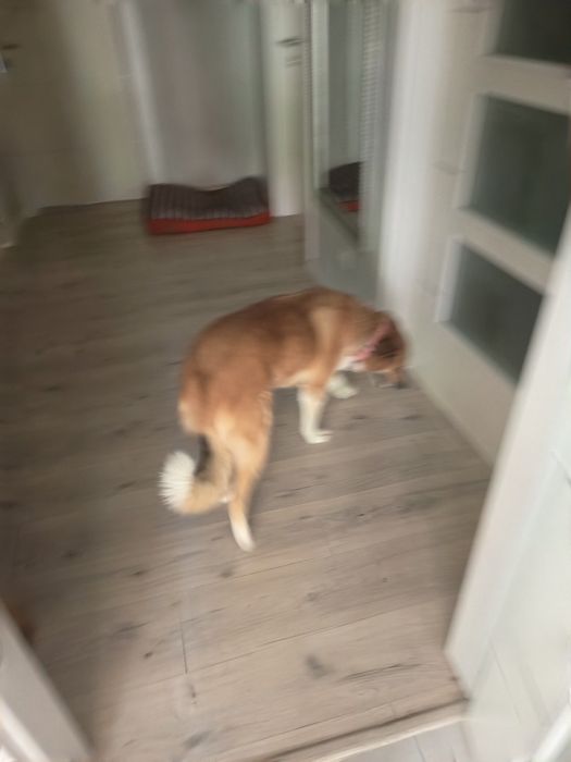 Cadela para adoção