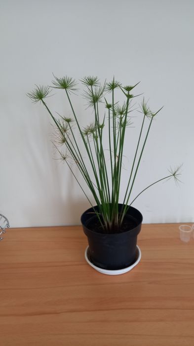 Sprzedam papirusy
