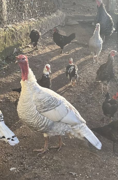 Perú macho adulto
