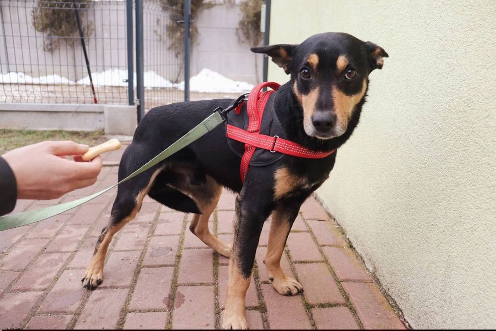 Twix 3 lata cudowny piesek