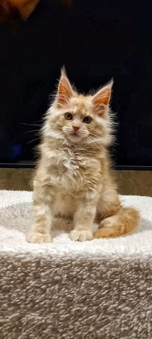 Рыжий муркотливий мейн-кун хлопчик,