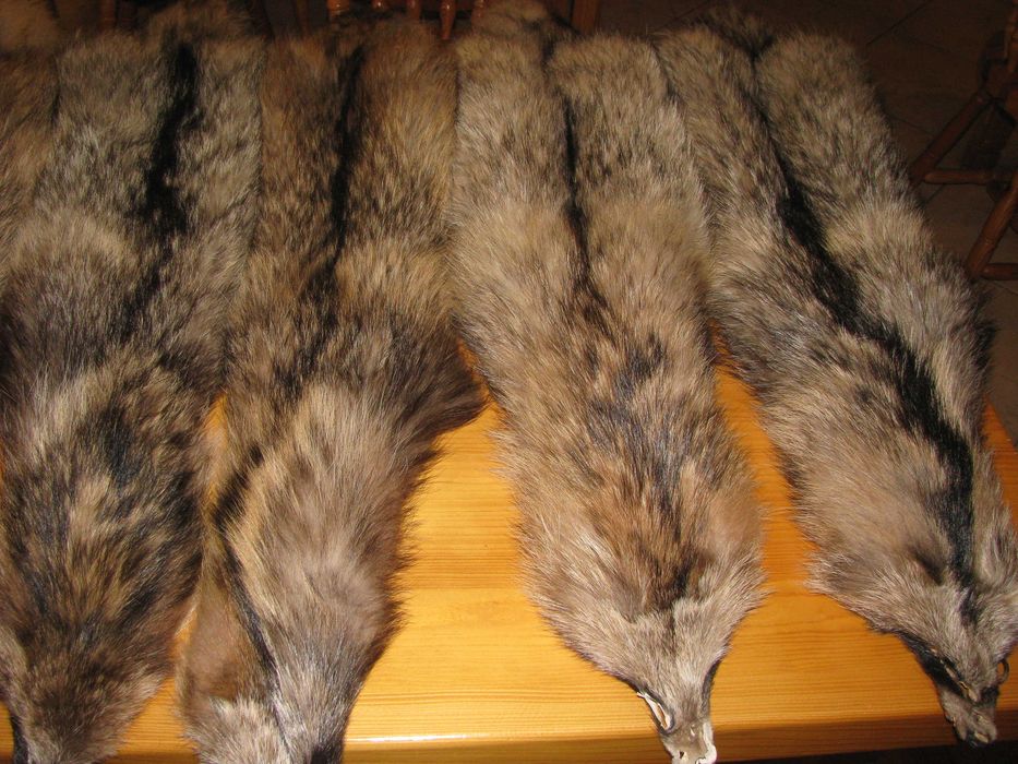 skóra z jenota leśnego