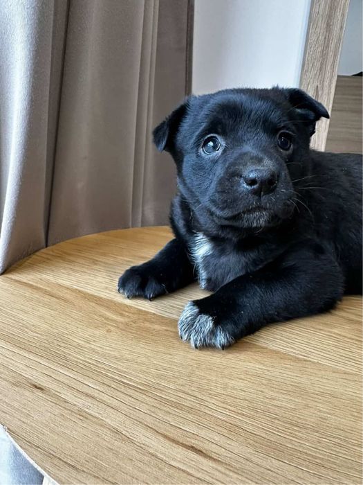 Цуценя (дівчинка) у добрі руки